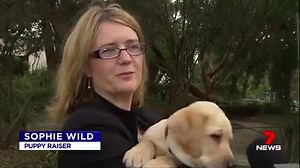 1.5M views · 18K reactions | Thirty cute and cuddly eight-week-old Labrador puppies are in desperate need of puppysitters. Guide Dogs Victoria needs families to foster them before they begin their training. More information: www.guidedogsvictoria.com.au #7News | 7NEWS Melbourne | Facebook