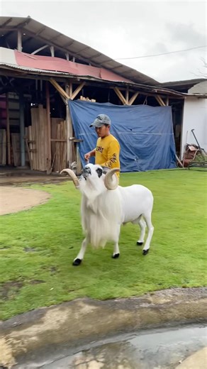 Bratayudha masuk kandang 😎 #dombagarut #domba #sukadombaofficial #sheep #goat #goats #ram