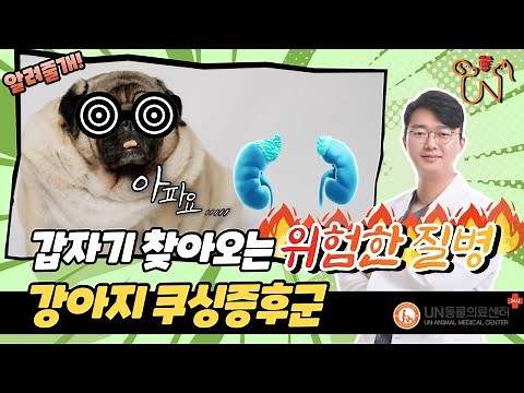 강아지 쿠싱증후군? 증상부터 치료까지!