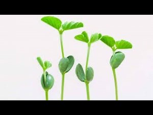 characteristics of monocotyledon