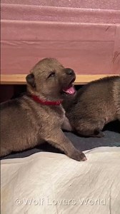 Cute Wolf Pups Learning to Howl 🐺❤️ | Adorable Wolf Family Moment #Shorts