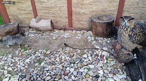 47K views · 514 reactions | Battle of Hogwarts' Animals: Mrs. Norris vs Pigwidgeon | ViralHog | Facebook