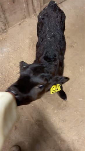 This heifer calf has done a 180 and I should be able to get her back to mama tomorrow! #sickcalf #georgia #fyp #shadydalefarm #xyzbca