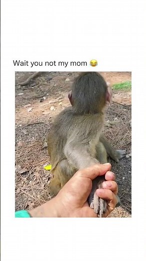 Monkey gets surprised meme