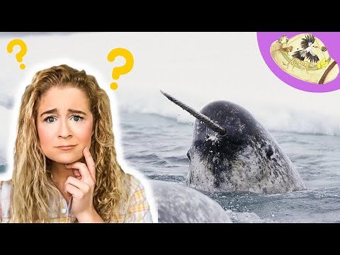 How do Narwhal Eat? Wild Animal Biologist Explains!