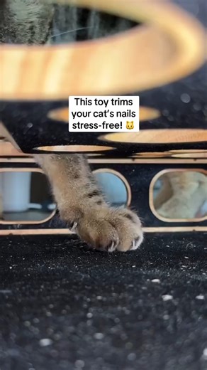 The Purrfect Gift for Cat Lovers🎉😊 The perfect solution for long claws! I was always afraid of clipping my cat's nails, but this toy keeps her entertained and files them down naturally. No more scratches!💛 | Transmitp.com