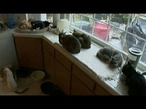 The Life of Animal Hoarders