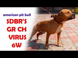 SDBR'S GR CH VIRUS 6W APBT