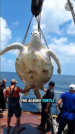 Albino Turtle That Can Crush Shells