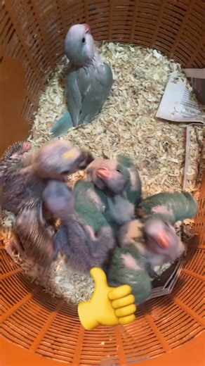 Tell me why the birds dance better than me