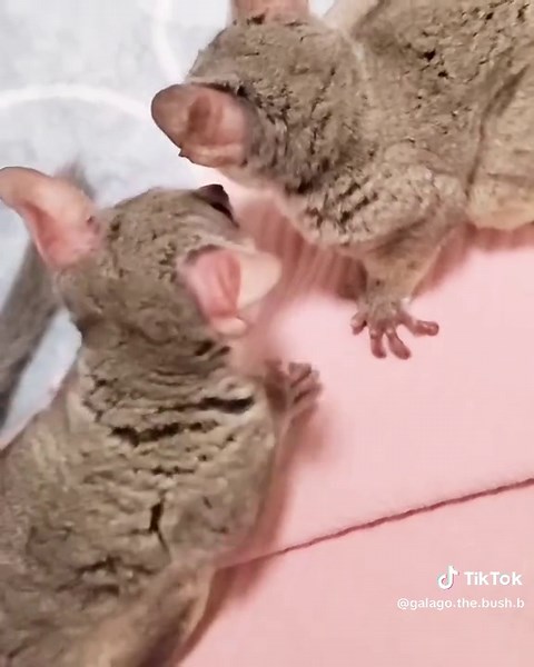 The galago (or the bush baby ) is a small, nocturnal primate native to Africa. They have large eyes for night vision, strong hind legs for jumping, and are known for being very agile in trees. #Galago #FYP #NocturnalPrimate #CuteButWild #AfricanWildlife