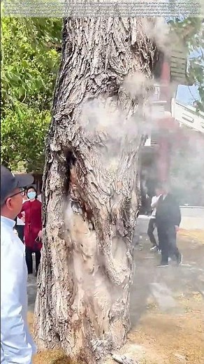 Smoldering Within: How Internal Tree Fires Challenge Conventional Firefighting
