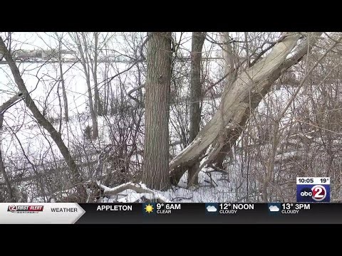 Wisconsin DNR responds to viral posts on ‘exploding trees’