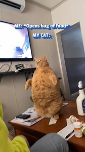 258K views · 716 reactions | Table for one?  #Cat #GingerCat #OrangeCat #Funny | Try Not to Laugh | Facebook