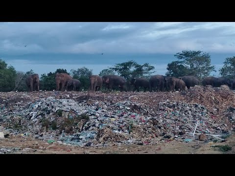 Elephant Soul