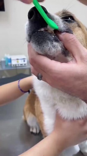 30K views · 1.2K reactions | #stitch with @vet_techs_pj Vet approved 良 Ep. 45 #fypシ#knox#viral | Xavierr Dobermn | Facebook