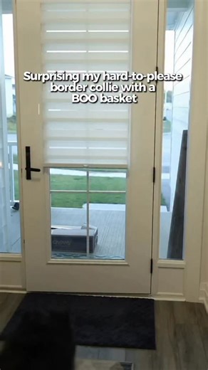 23 reactions · 20 comments | A boo basket for my dog… except I have a...