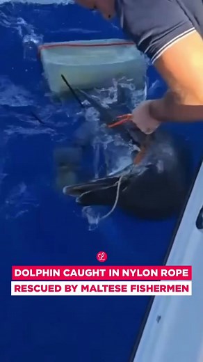 Dolphin Rescue Caught on Video in Maltese Seas