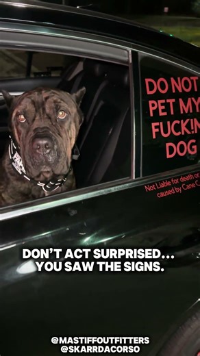 Close enough to read it… is too close. #dogmom #dogsofinstagram #canecorso #mastiff #doggo #dog