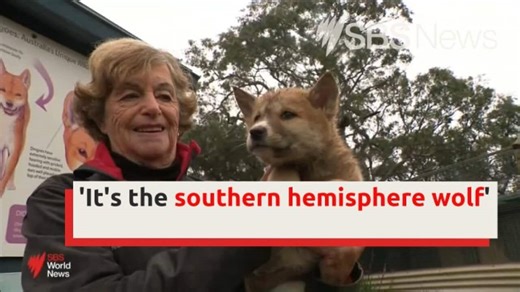 Ancient dingo DNA reveals they share little ancestry with modern dogs