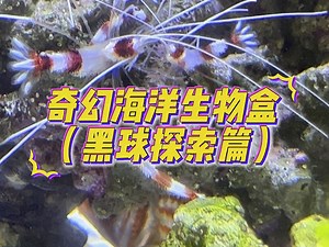新的海洋生物又来啦～