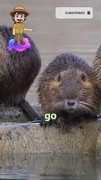 How Beavers Build Their Amazing Homes