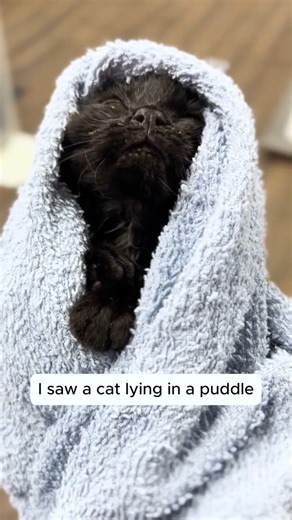 I saw a cat lying in a puddle #rescue #animals #animalsoftiktok part1 | United by Rescue