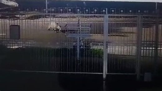 Capivara é vista próxima ao Campus 3 da Unipar, em Umuarama; VÍDEO