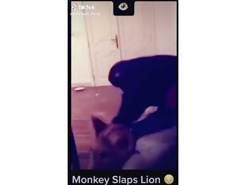monkey slaps lion.. must watch