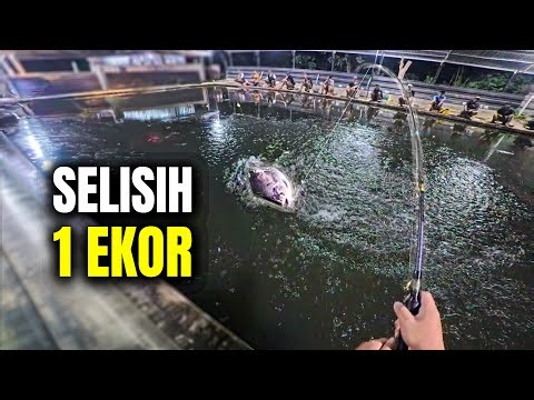 Berusaha Kejar Total Terbanyak. Selisih Tipis di Galatama Bawal Jogja