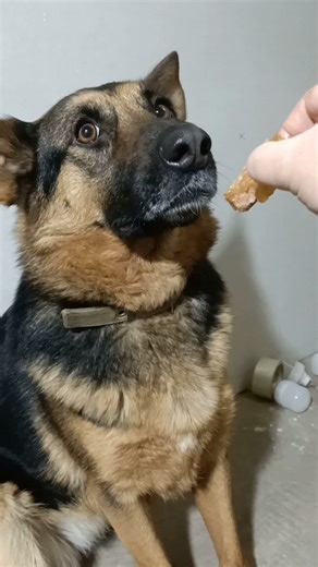 The German Shepherd knows the command "You can"!!!