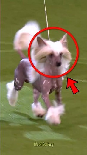3 Dogs That Look Like Mythical Creatures