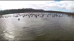 The birds just keep on stacking up at The Green Timber Sanctuary! The numbers we’re getting on these cams daily is just incredible! You won’t find properties like this everyday, where you can kill your limits and be hunting some of the biggest bucks Arkansas has to offer! Sign up to receive video updates of the Sanctuary now http://eepurl.com/dkAukz For more information on this great property click the link below http://legacylandteam.com/properties/4-Hunting-Land-Over-500-Acres-Marianna-Arkansa