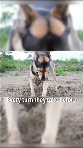 Why Dogs Spin Before Sitting or Sleeping 🐕🔄 #DogBehavior #PetFacts #AnimalInstincts
