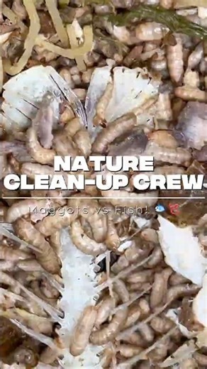 Nature's Clean-up Crew: Maggots vs Fish! 🐟🪱