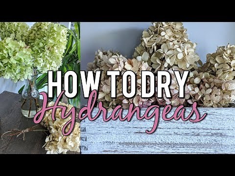 How to Dry Hydrangeas in Water Naturally-Beautiful Dried Flower Bouquet DIY!