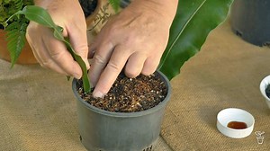Propagating Ferns from Leaf Cuttings - Gardening Australia