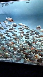 74K views · 55 reactions | Electric eel vs Piranha fish. #reels #elitefacts | Elite’s Facts | Facebook