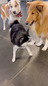 30 reactions | OMDogness, turn the sound up... Lucy sounds like #chewbacca 來 #truestory #yycdogs #chewiechewsday | Just Fur Kids Dog Daycare | Facebook