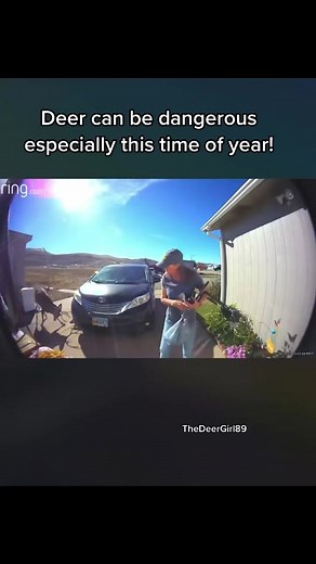 Deer Safety: How to Avoid Attacks During Rutting Season