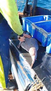 242K views · 474 reactions | Gill and gutting Purple Stargazer...