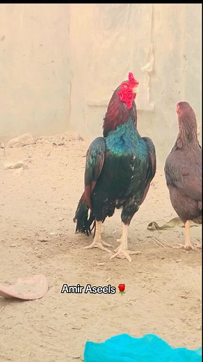 #joiyaaseels #amiraseels @Joiya Aseels❤️