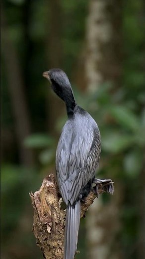 Avian biodiversity bird -4K