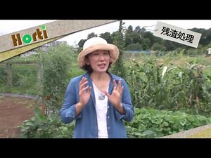 野菜の収穫と残渣処理について