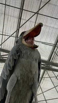 Good morning Futaba today (2026.5.28②) [Kakegawa Flower and Bird Park Official]