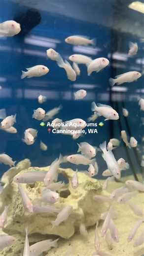 Take a closer look at just some of the amazing fish we have in store at Aquotix Aquariums 🐠💧 Whether you’re setting up your first tank or looking for that one special fish to complete your setup, our team is here to help, offering expert advice you can trust. 📍Located in Canningvale, WA, we are your go-to freshwater aquarium store! #aquarium #tropicalfish #aquariumhobby #fishkeeping #tropicalfishtank #tropicalaquariumfish #keepingfish #aquariumhobbyist #aquotix #aquotixaquariums #freshwateraq