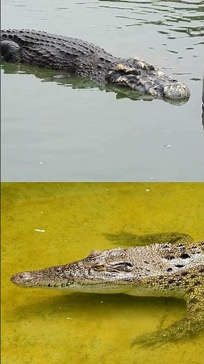 How Alligators Sleep?