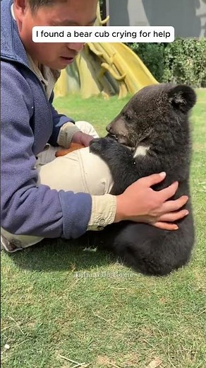 I found a bear cub crying for help