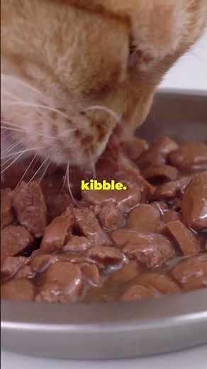 Quick Remedies for Cats UTI!