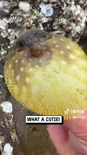 Pufferfish Inflation: Nature's Fascinating Display